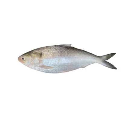 Hilsha Fish Whole (1.4kg-1.5kg)