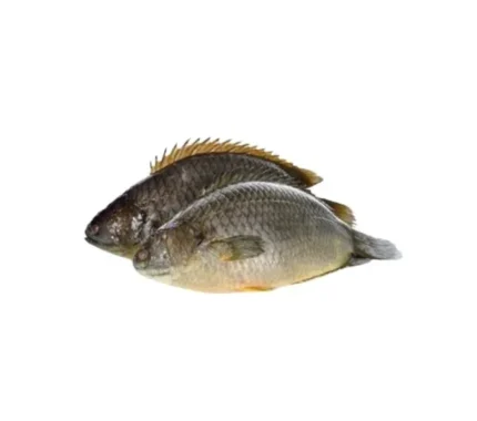 Koi Fish Clean (Climbing Perch Fish) (800g)